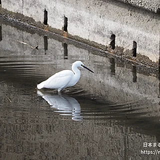 コサギの写真