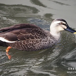 カルガモの写真