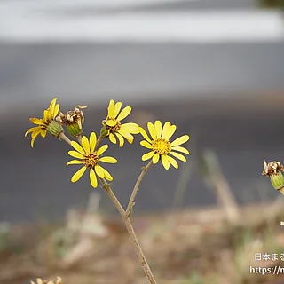 ツワブキの写真