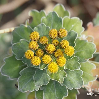 イソギク（花）の写真
