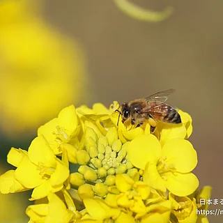 セイヨウミツバチ（成虫）の写真