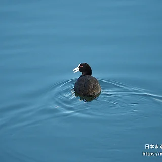 オオバンの写真