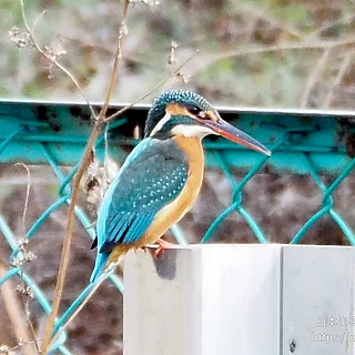 カワセミの写真