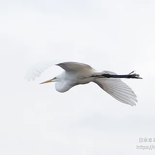 ダイサギの写真
