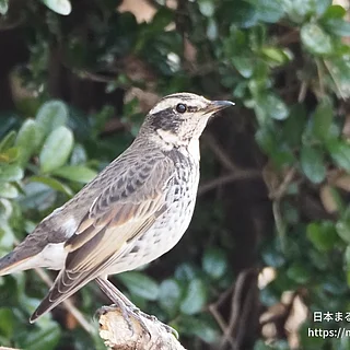 ツグミの写真
