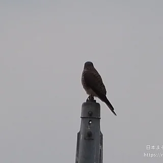 チョウゲンボウ（成体）の写真