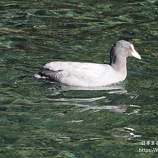 オオバン（成体）の写真