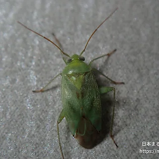 ウスモンミドリカスミカメ（成体）の写真