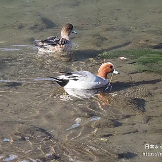 ヒドリガモの写真