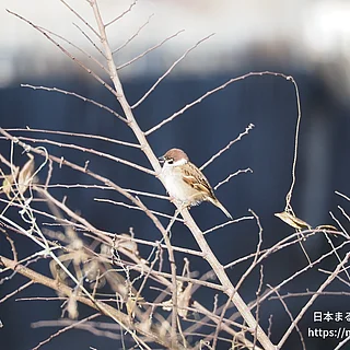 スズメの写真