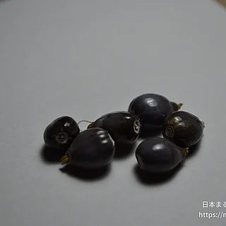 ジュズダマの写真