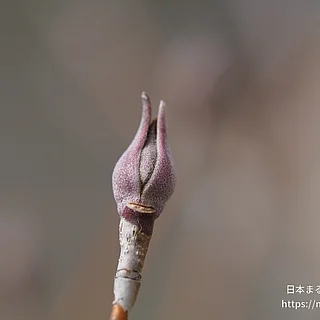 ヤマボウシの写真