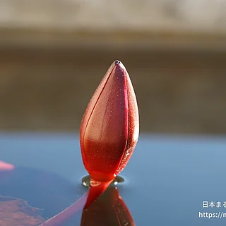 ティナの写真