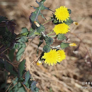 ノゲシ（花）の写真