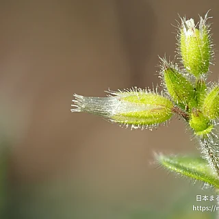オランダミミナグサの写真
