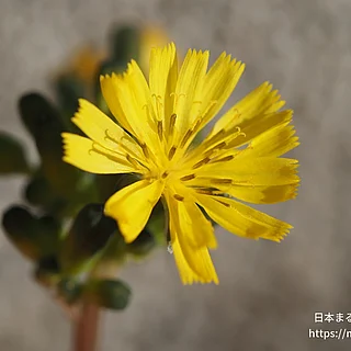 オニタビラコの写真