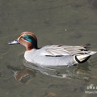 コガモの写真