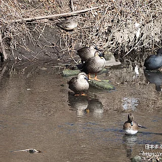 カルガモの写真