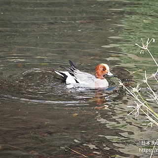 ヒドリガモの写真