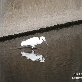 コサギの写真