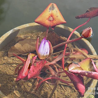 ティナ（花）の写真