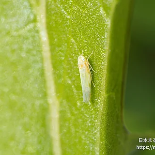 タケナガヨコバイ（成虫）の写真
