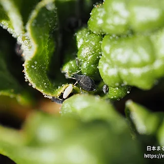 ワタアブラムシ（成虫）の写真