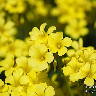 オオキバナカタバミ（花）の写真