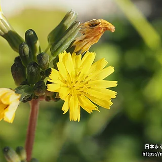 オニタビラコの写真