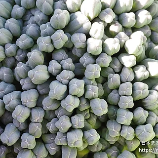 ブロッコリー（花）の写真