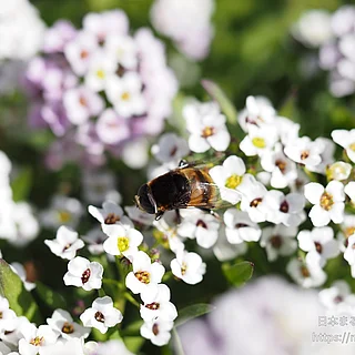 オオハナアブ（成虫）の写真
