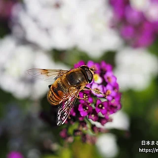 ナミハナアブ（成虫）の写真