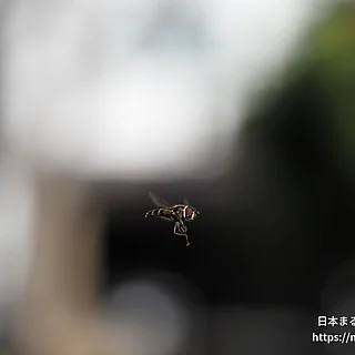 クロヒラタアブ属（成虫）の写真
