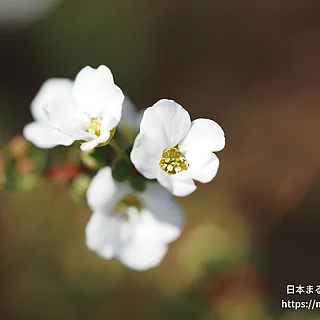 ユキヤナギの写真