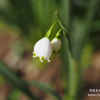 スノーフレーク（花）の写真
