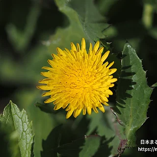 ノゲシ（花）の写真