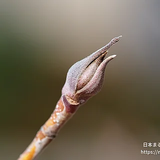 ヤマボウシの写真