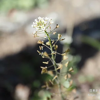 ナズナ（花）の写真