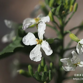 ダイコン（花）の写真