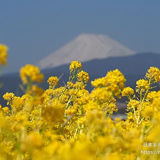 セイヨウアブラナ（花）の写真