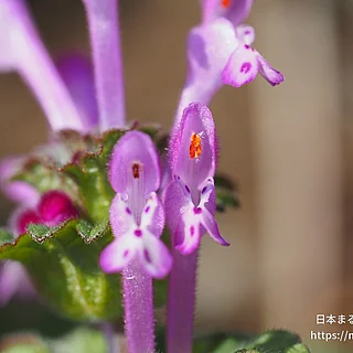 ホトケノザの写真