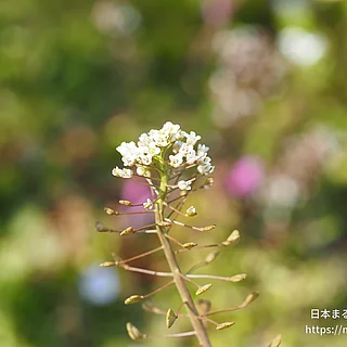 ナズナ（花）の写真