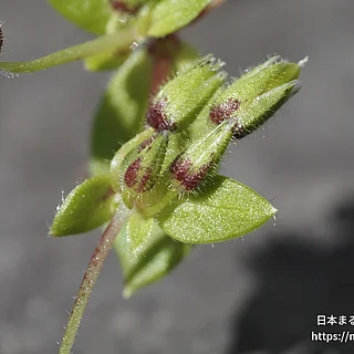 イヌコハコベの写真