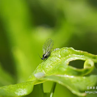 ニセダイコンアブラムシ（成虫）の写真