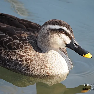 カルガモの写真