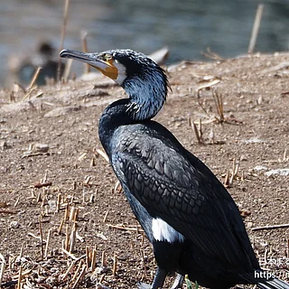 カワウの写真