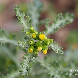 ノボロギク（花）の写真