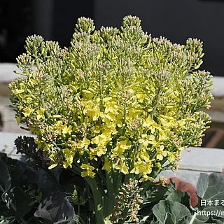 ブロッコリー（花）の写真