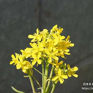 ミズナ（花）の写真