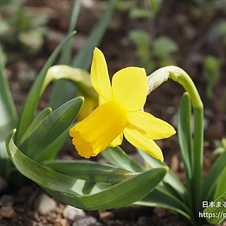 テータテート（花）の写真